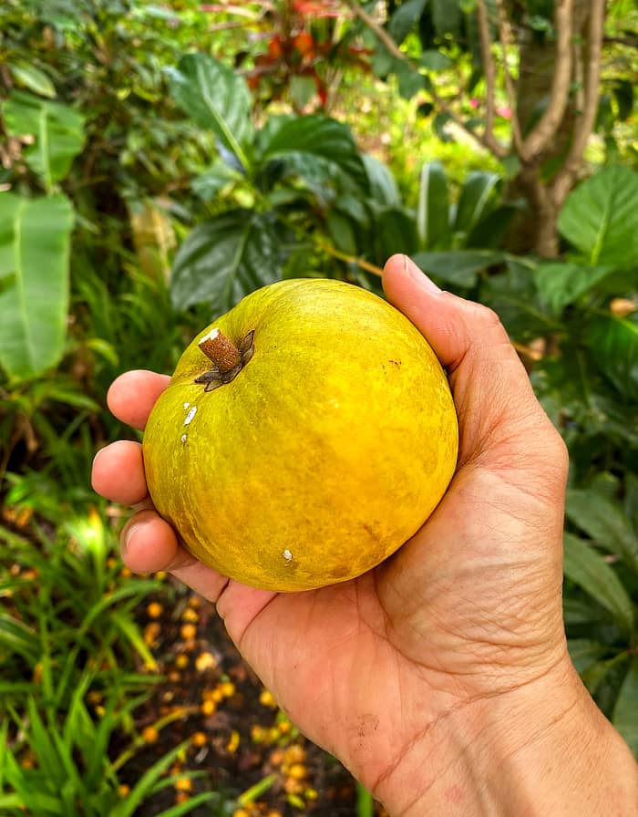 Pick the fruits when they are still hard and slightly green to avoid damage to their delicate skin.