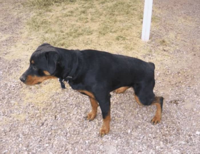 Female dogs are likely to squat when peeing, but they'll squat to urine mark a small dribble of urine too!