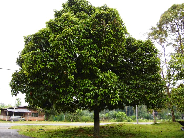Garcinia mangostana or Mangosteen tree