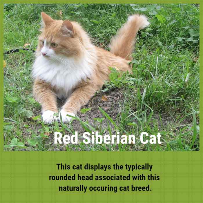 Natural Breeds of Cat Explored PetHelpful