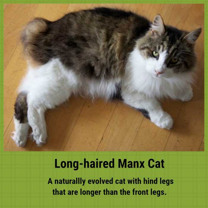 Natural Breeds of Cat Explored PetHelpful