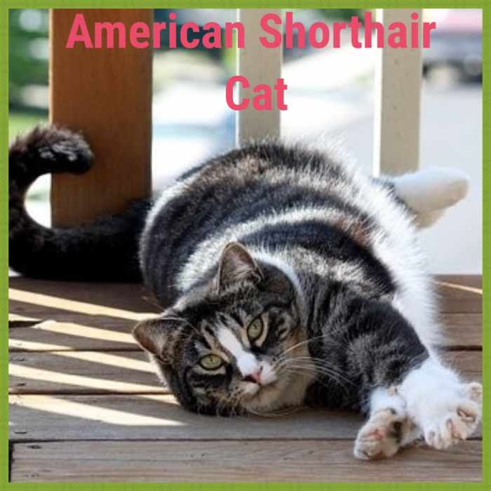 Natural Breeds of Cat Explored PetHelpful