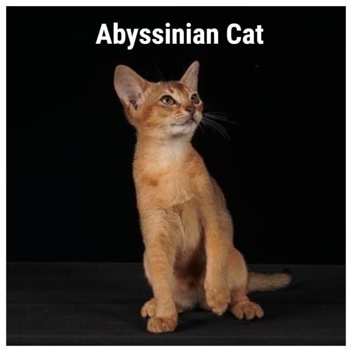 The Abyssinian cat is known for its big personality. Their ticked coat is spectacular.