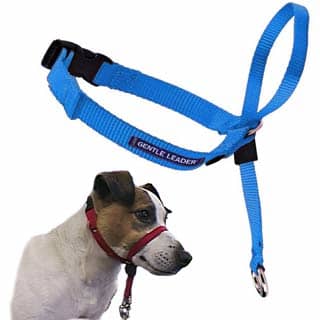 A Gentle Leader head halter. Connect your leash to the ring beneath the chin for more control over the dog's head.