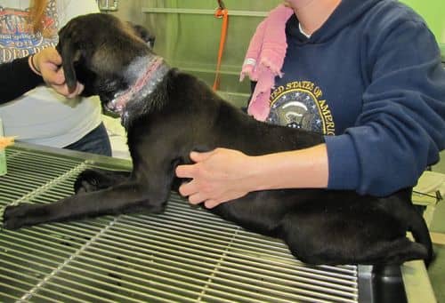 Here is an advanced example of an embedded collar. Most instances will not have hair regrow at the site, and the process to remove the collar is highly traumatic for the animal.