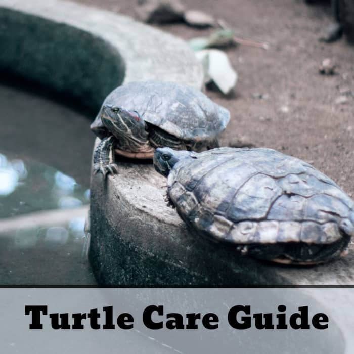 Черепахи могут быть не очень милыми, но они милые!  Вот подробное руководство по уходу за вашей домашней черепахой.