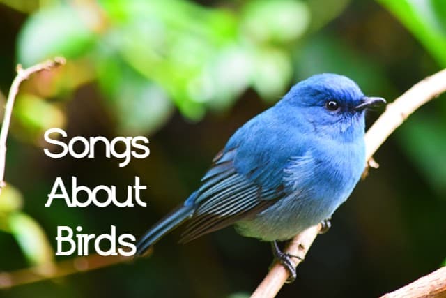 Celebrate sweet songbirds, soaring eagles, and other birds with a playlist of pop, rock, and country songs. Tweet, tweet!