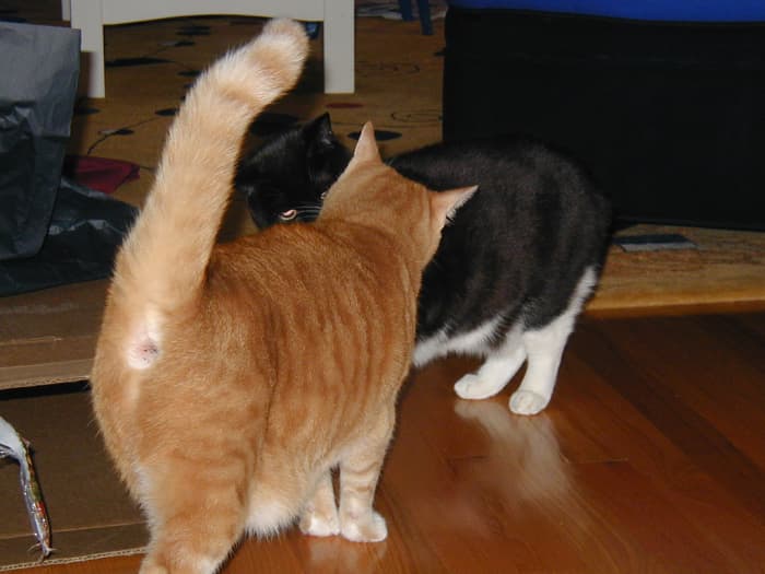 After sniffing each other's faces, they will present their tails to each other to inform each other of recent intimate details.