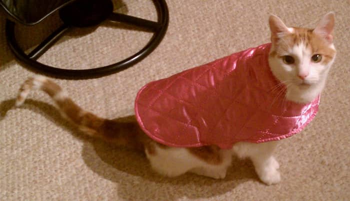 Classic defensive aggression posture in a cat: tail and hindquarters low, staring at the aggressor. I can only suppose he did not appreciate the pink cape.
