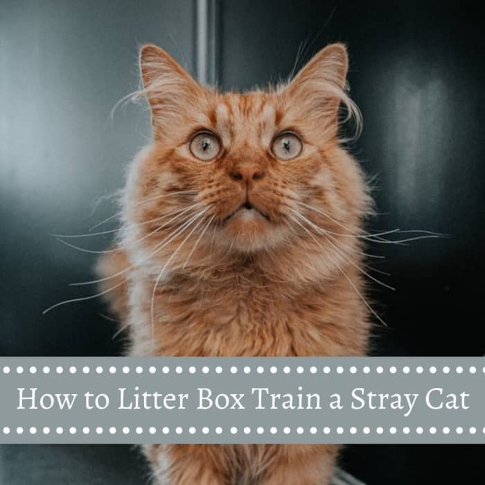 The great thing about kittens is that they are very easy to train, regardless of whether they are feral or domesticated.