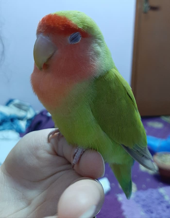 This is Mumu's second mate, Juju. She's chirpy, playful and similar to Mumu in some ways.