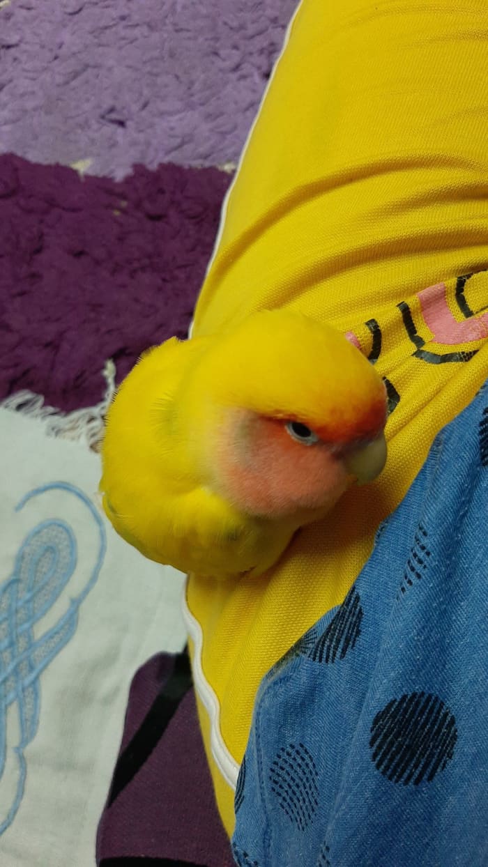 My lovebird Mumu continued to sleep for long periods of time since he was tired. He used his right foot for scratching and balancing.