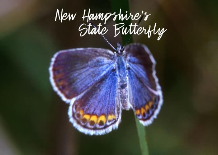 new-hampshire-state-butterfly-karner-blue