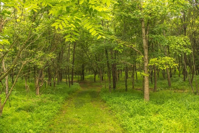 Figure 6.-- The West Woods. American Battlefield Trust and the NPS are Working to Restore Site to its 1862 Landscape Condition