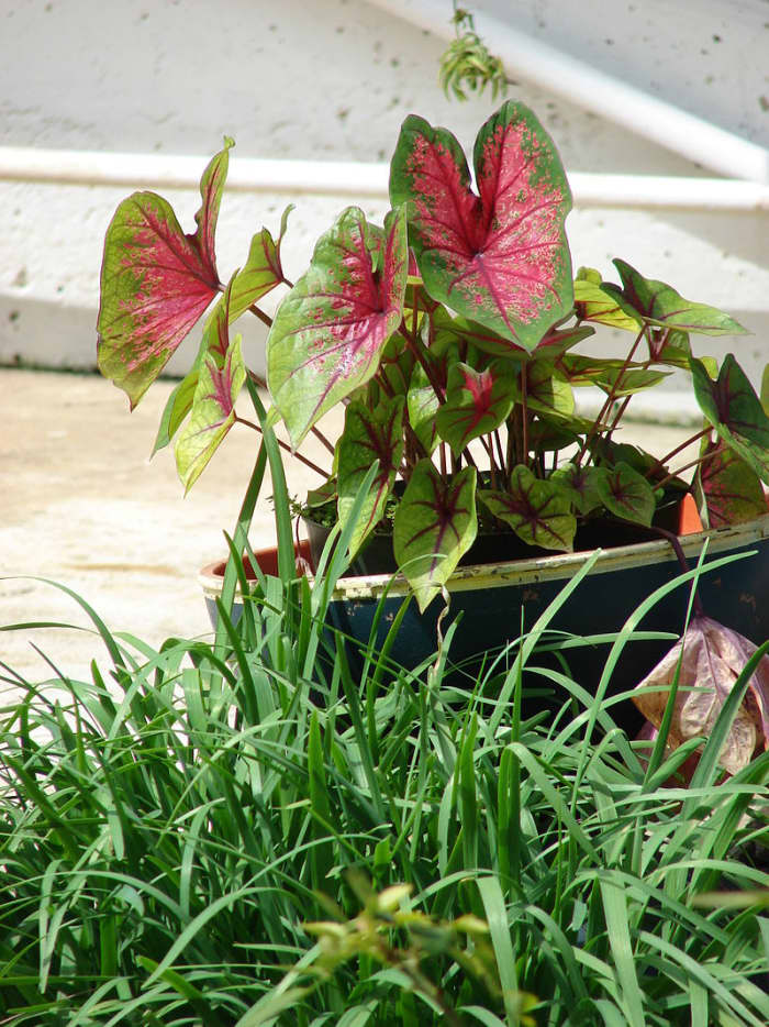 How to Grow Caladiums Indoors or Outdoors Dengarden