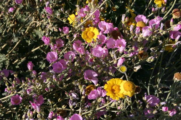 There are many native wildflowers that will survive cold winter conditions and thrive in the garden.