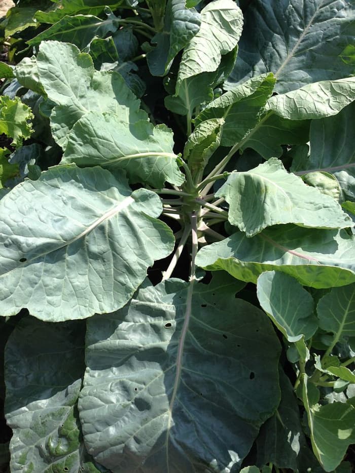 How to Grow Brussels Sprouts, a Cool Season Vegetable
