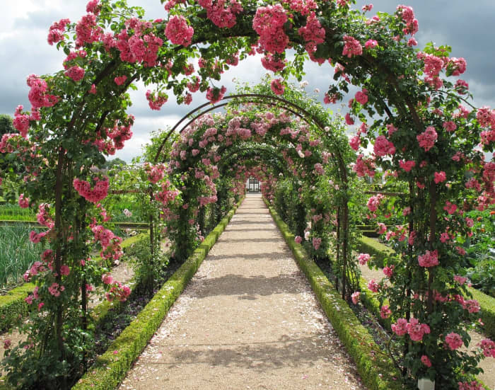 Roses are a given in an Aries garden. They like the color, the smell, and the connotations to romance.