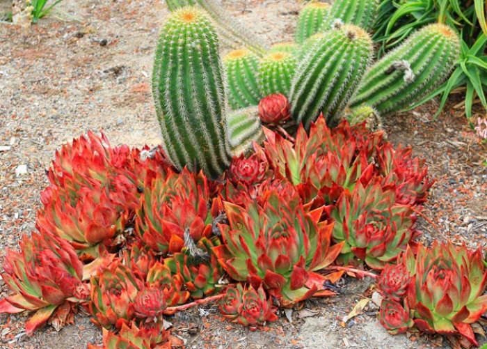 Tired of watering plants? Build your garden around succulents and cacti instead. Aries will find them appealing because they're low maintenance.