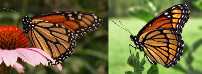 The monarch, left, and the viceroy, right