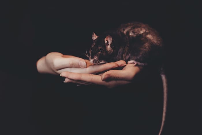 При правильной социализации большинству домашних крыс нравится, когда их держат на руках. 