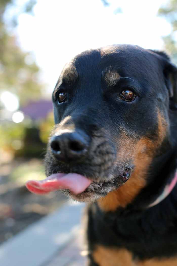 Can Dog Eat Cauliflower (and Other Harmful Veggies)? A Brief Guide! HubPages