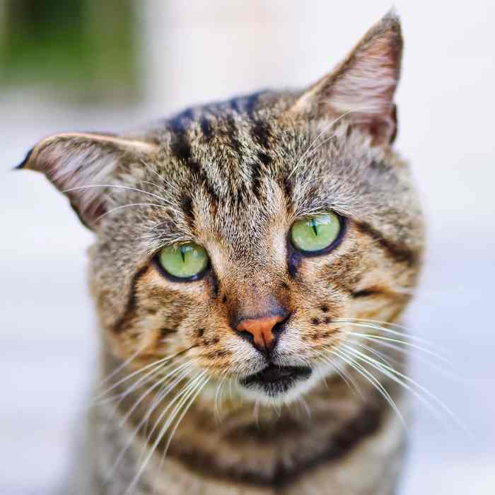 Can Cats Get Parvo- Symptoms & Treatment - HubPages