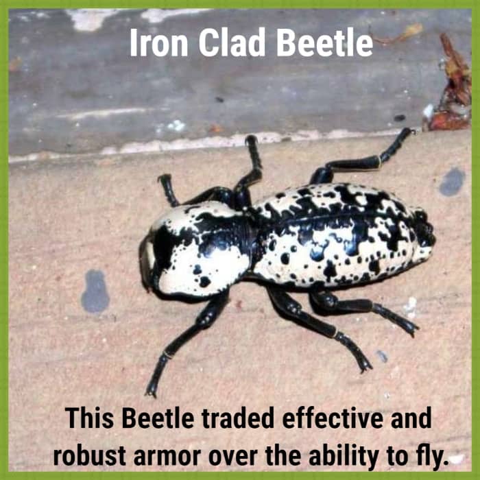 The Ironclad Beetle is the most heavily armoured of all beetles.