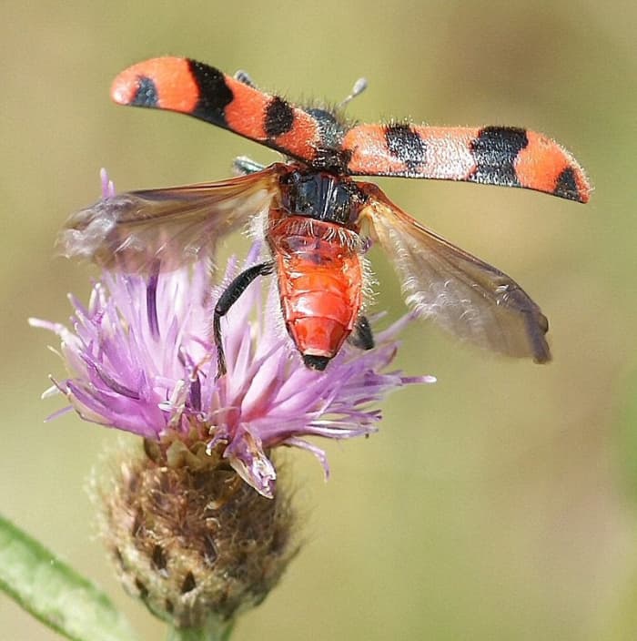 This soldier beetle is preparing for taking-off. The back wings of a beetle are transparent. This beetle uses its rear wings to fly while the rigid front wings are raised up out of the way.