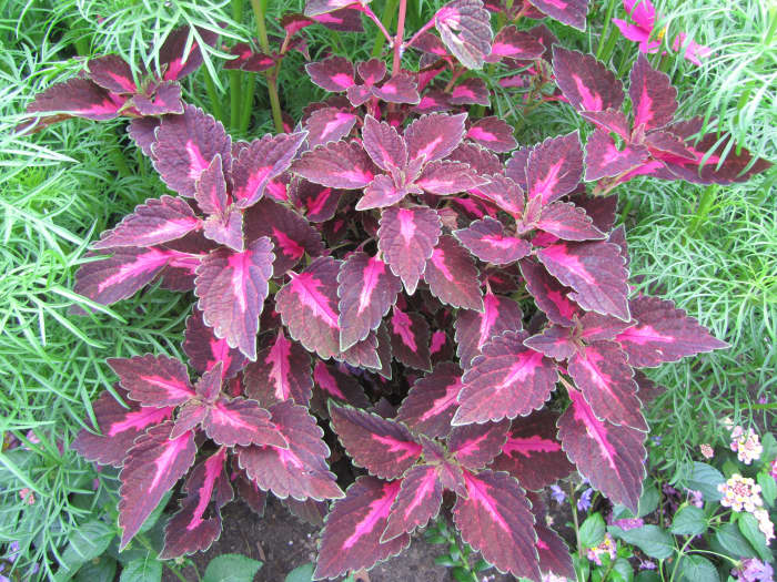 Coleus comes in many colors but I love the purple ones like this the best. They add a dramatic splash of color and are easy to grow.