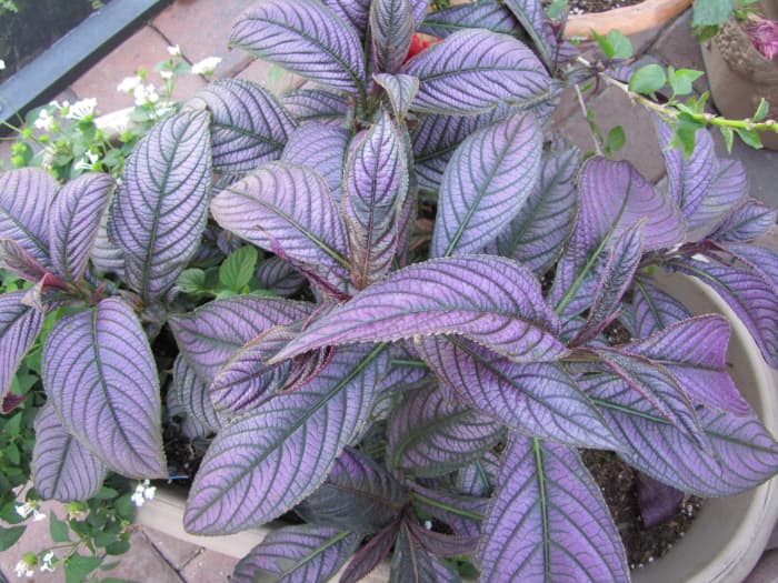 These leaves are slimmer and longer than a coleus. Propagating them is very similar though. Clip a stem and put it in water or straight into soil to root.