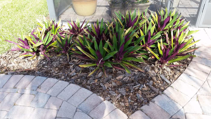 The underside of these sturdy plants is a vivid purple. They thrive equally well in a container as they do in this spot in the yard.