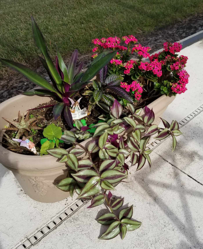 This container has Persian Passion, Moses in the Cradle, and the trailing Tradescantia zebrina adjacent to a pink flowering plant.