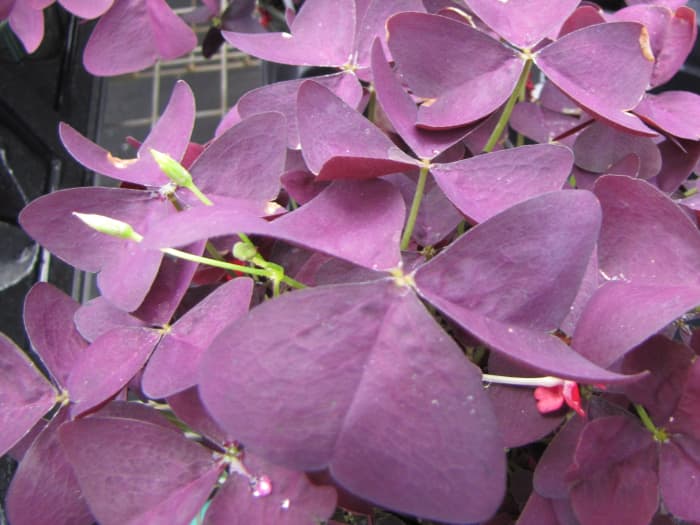 You don't have to be Irish to grow shamrocks. The green-leaved ones are traditional, but try the purple ones for a change. They are a delight.