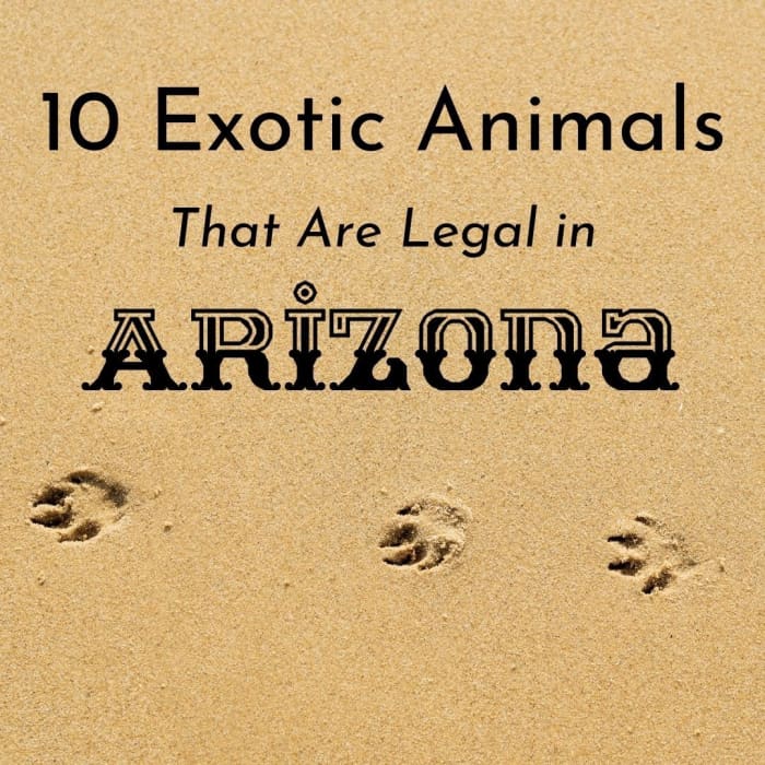 Read on to learn about 10 exotic animals that you can care for in Arizona. You'll also find information related to Arizona wildlife laws and their reasoning.