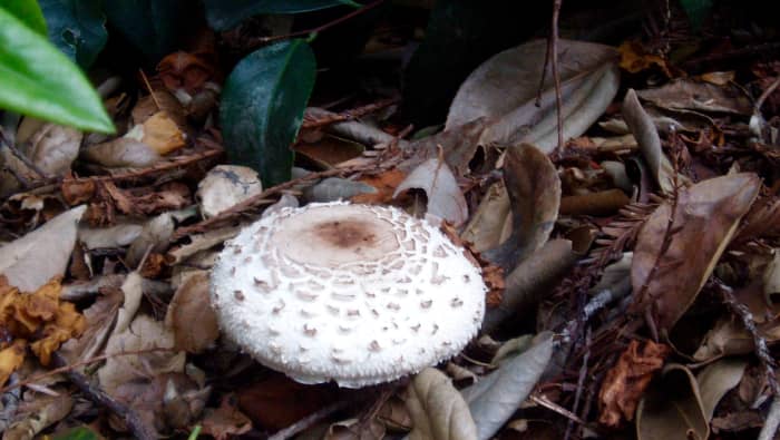 This is the fruit of a mushroom. The actual plant grows underground in an extensive network of filaments that can sometimes be miles wide. This particular mushroom is commonly found, edible, and delicious.
