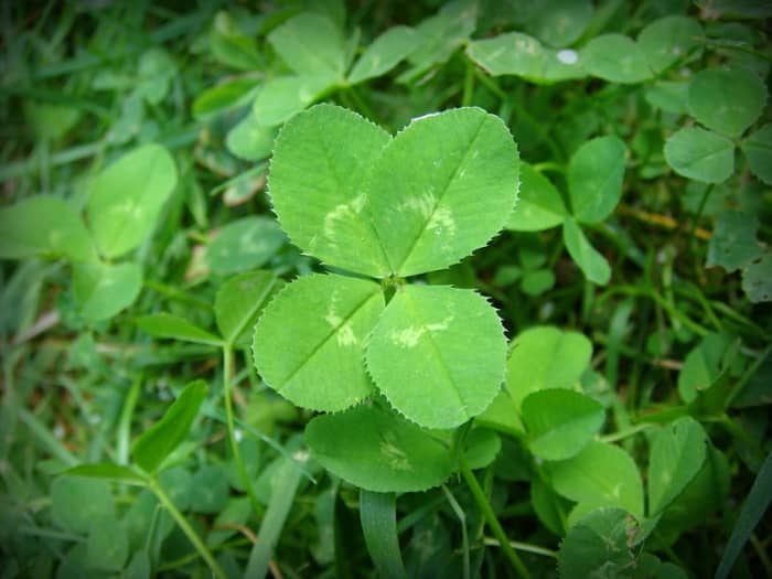 The Difference Between the Shamrock and Four-Leaf Clover - HubPages