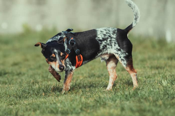 Use odor to your advantage. Place a stool sample in the area of your yard that you would like your puppy to use for pottying.