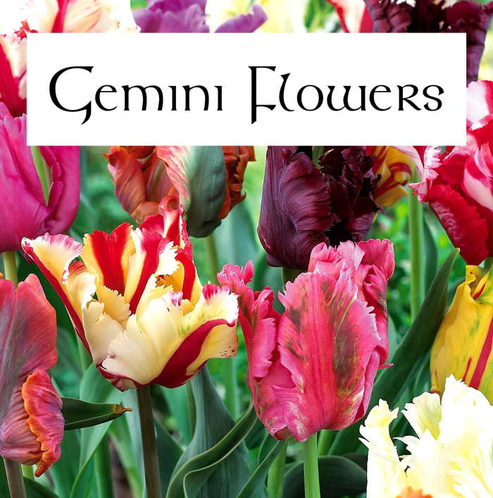Parrot tulips are beautiful. They have a certain whimsy that is appropriate for the Gemini garden. A Gemini garden should be overflowing with unique flora.