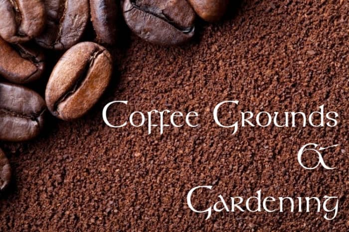 Several flowers, fruits, and vegetables can be fertilized with coffee grounds. In moderation, the acidity of the grounds can help produce lovely crops.