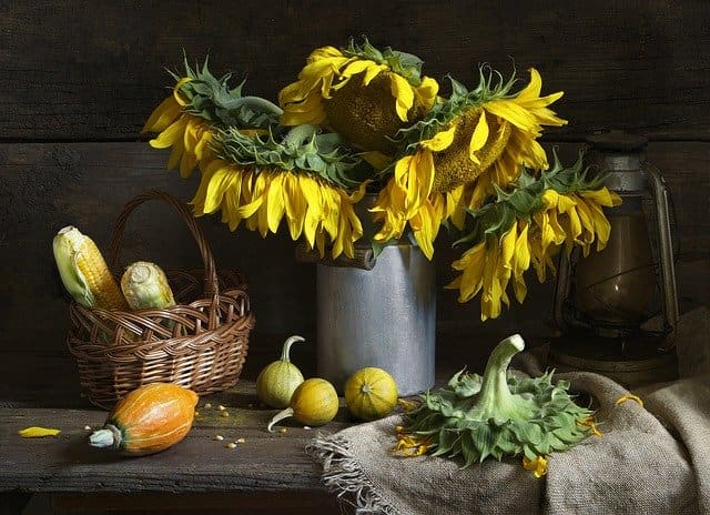 Sunflowers are strong flowers that can last a couple weeks as a cut flower.