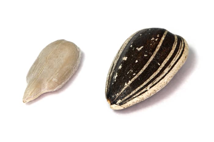 The black part is the part that you will flavor, but the husked portion is the edible part of the sunflower.