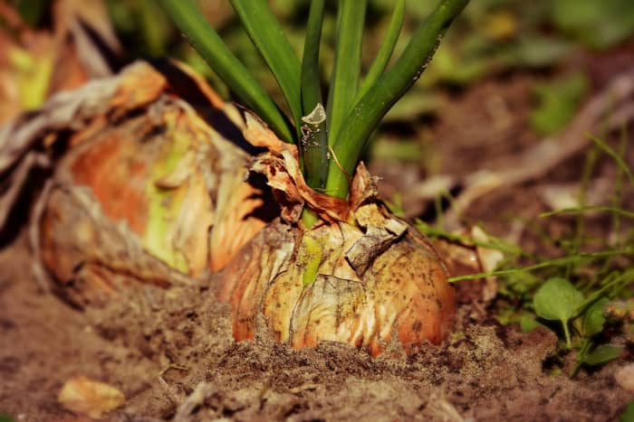 Though onions are generally thought to be ready for harvesting when the tops go brown and die back, I sometimes pull them up whilst still green, knowing that if I run out of winter onions I've plenty of main crops still to come.