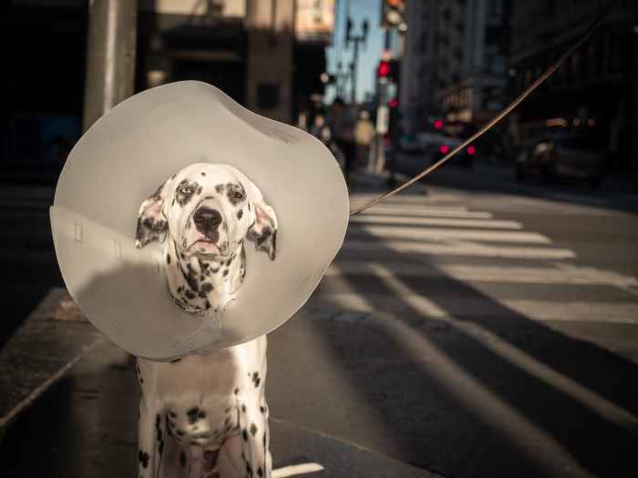 No dog enjoys wearing the dreaded cone, but it can be effective in preventing excessive licking. 