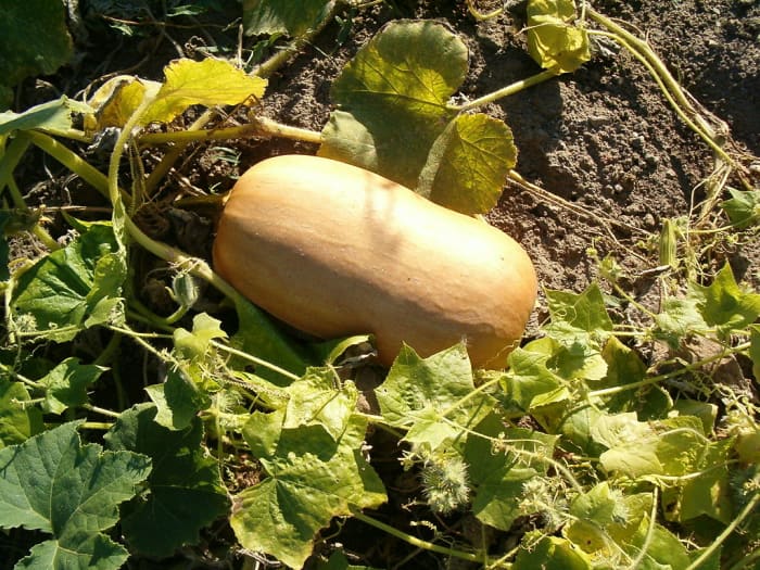 The fruit is ripe and ready to be harvested when the stem is brown and shriveled up.
