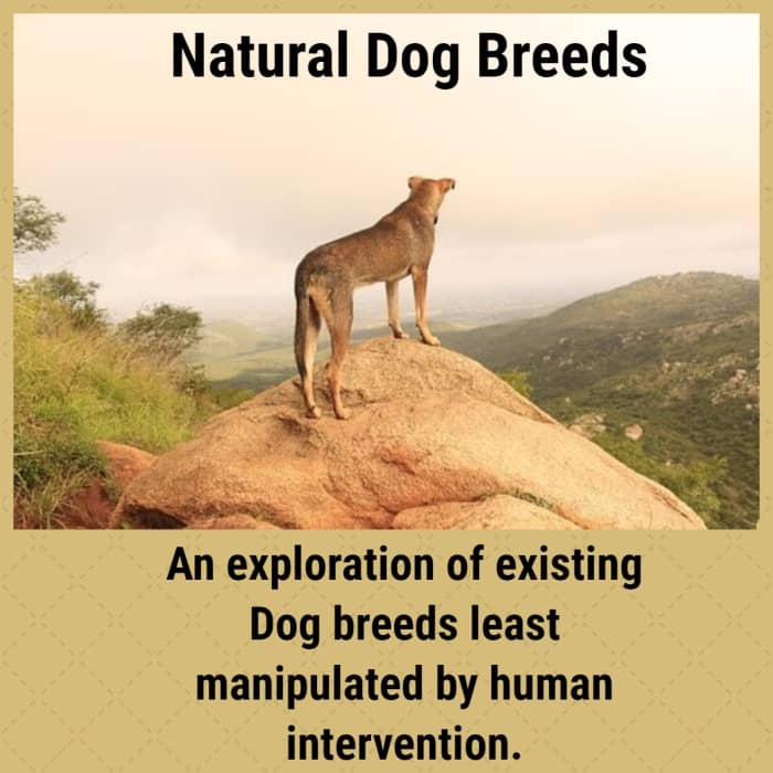 As most know, many dogs have been selectively bred. But what about those dogs that are closest to their natural breed?