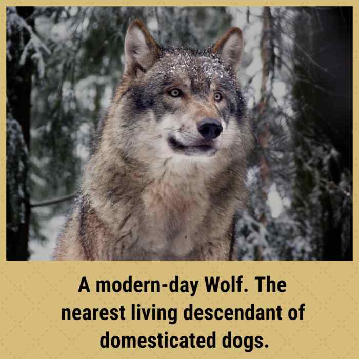 Natural Breeds of Dog Explored PetHelpful