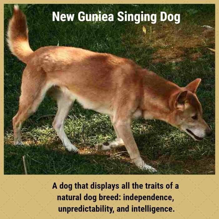 Natural Breeds of Dog Explored PetHelpful