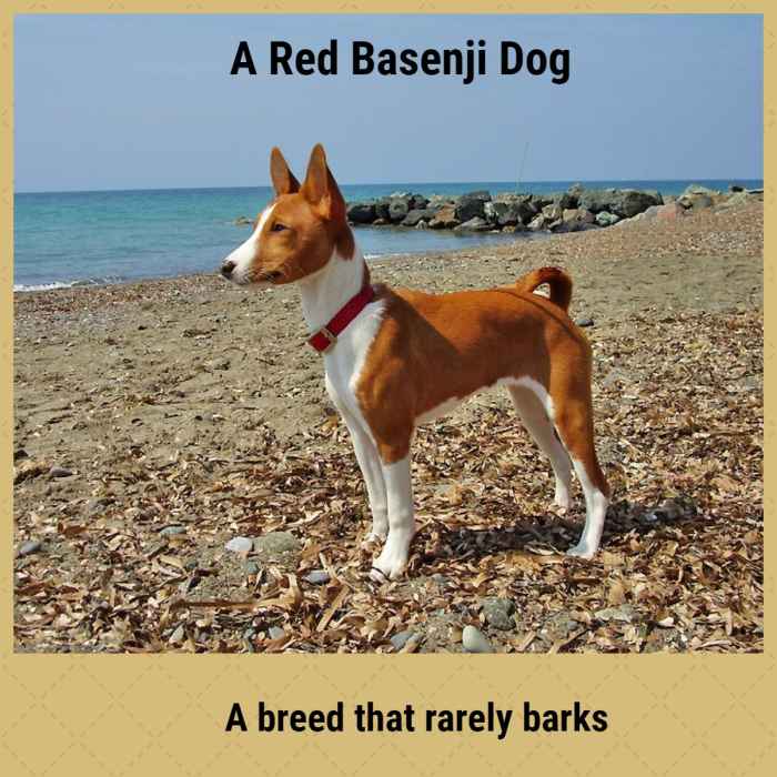 Natural Breeds of Dog Explored PetHelpful