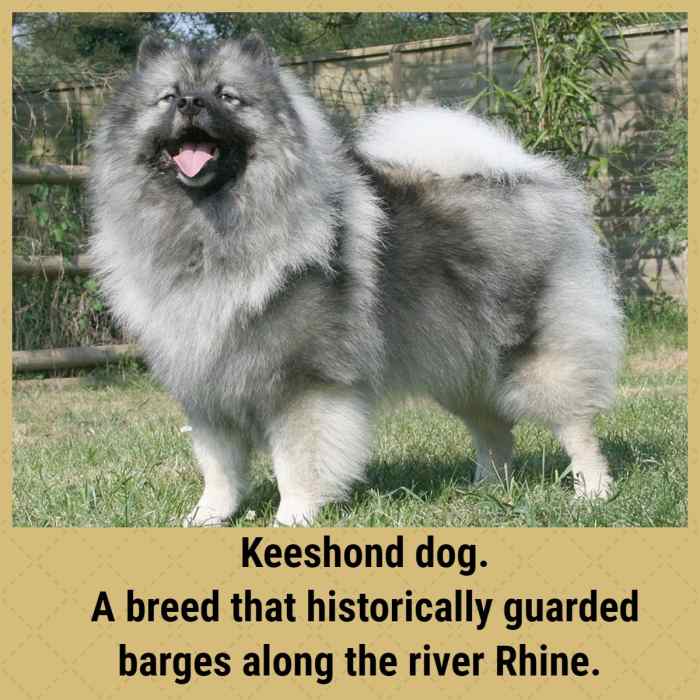 Natural Breeds of Dog Explored PetHelpful